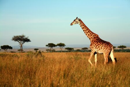 Giraffe in Tansania Afrika